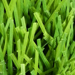 Pasto deportivo stem grass